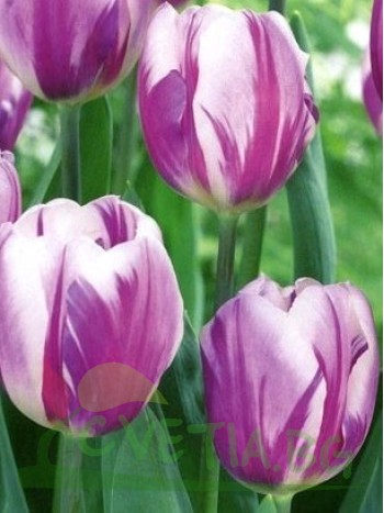  Лале (Tulipa 'Flig Flag')T16
